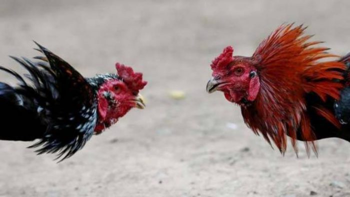 cock fight