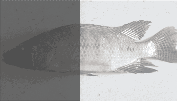 ciri ikan bertulang sejati dan contoh ikan kelas osteichthyes