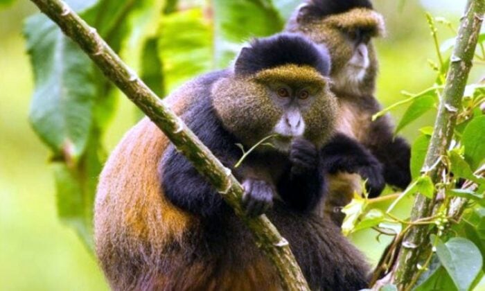 5 Days Rwanda Double Gorilla Trek and Golden Monkeys Safari