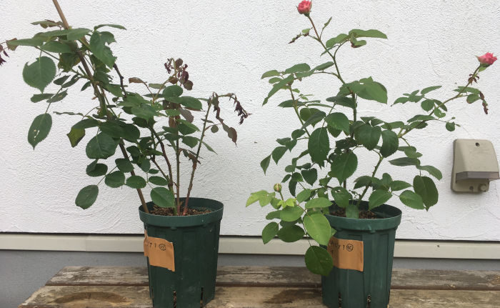 オリビアローズオースチンA6月26日の様子（植え替え前）