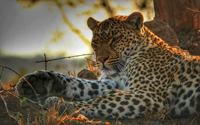 Filming Leopards in Queen Elizabeth
