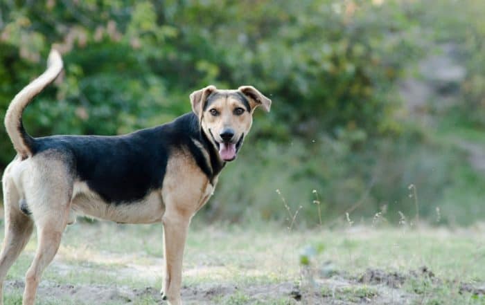 Happy dog outdoors at Republic Veterinary Hospital in a green setting.