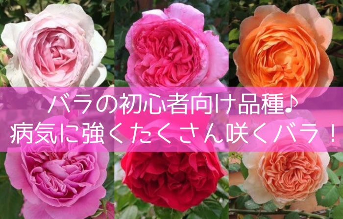 バラの初心者向け品種！病気に強くたくさん咲くバラ