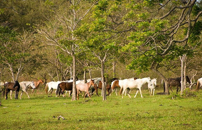 Tourists enjoying the ultimate One Day Adventure Pass at Hacienda Guachipelin in Guanacaste, Costa Rica.