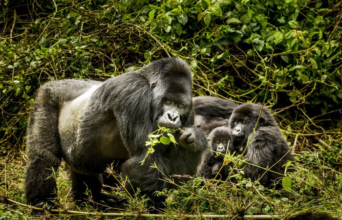 Best Safari Parks in Uganda Ranked