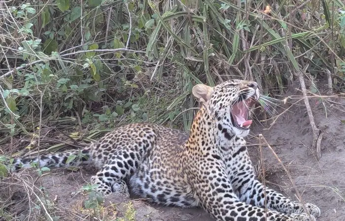 10 days Uganda Safari holiday