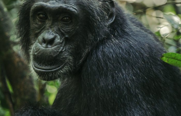 Chimpanzee Trekking in Uganda