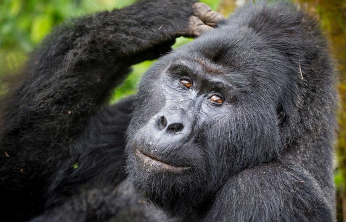 Are Gorilla Safaris Safe?