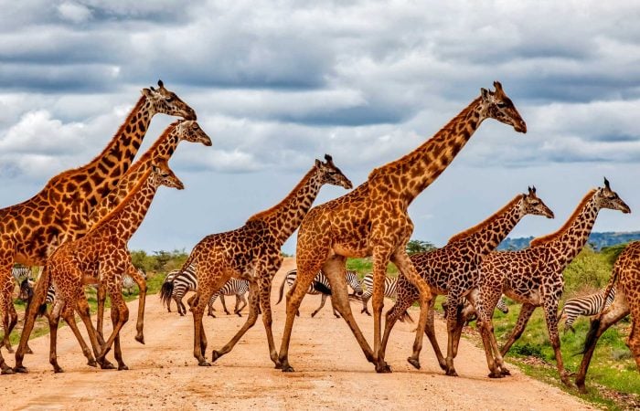 Giraffes in pian upe