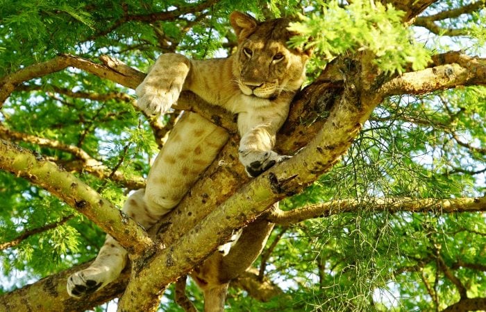 Queen Elizabeth National Park