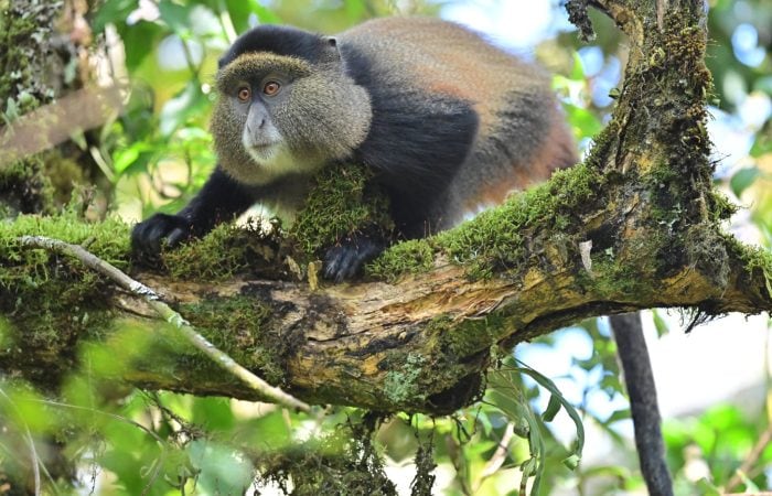 Golden Monkeys