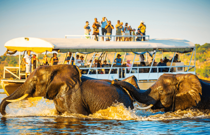 Best safari experiences for honeymooners