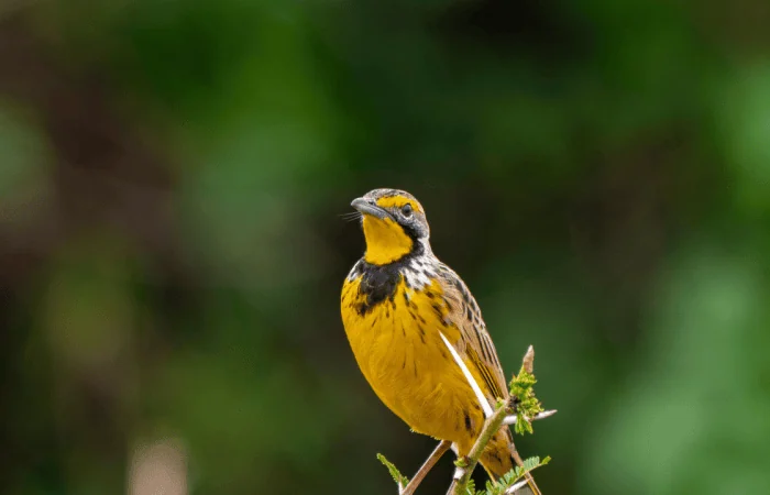 Bird-Watching Safari Tips for Uganda