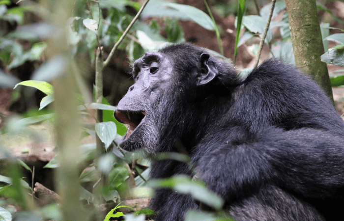 6 days primates in Uganda