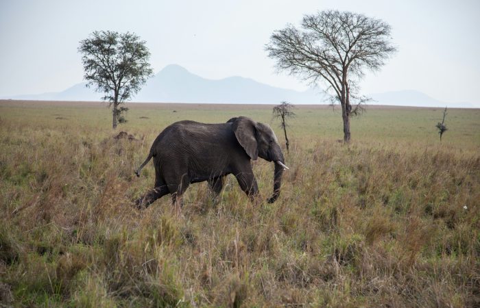 What to Do in Kenya