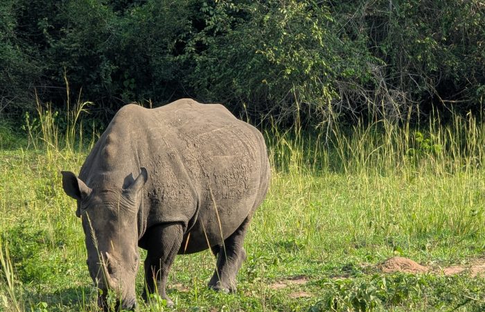 Rhino in ziwa