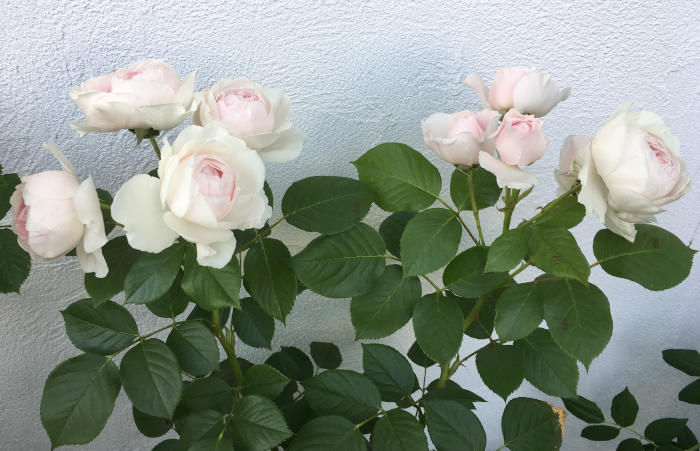 クリスティアーナの側花