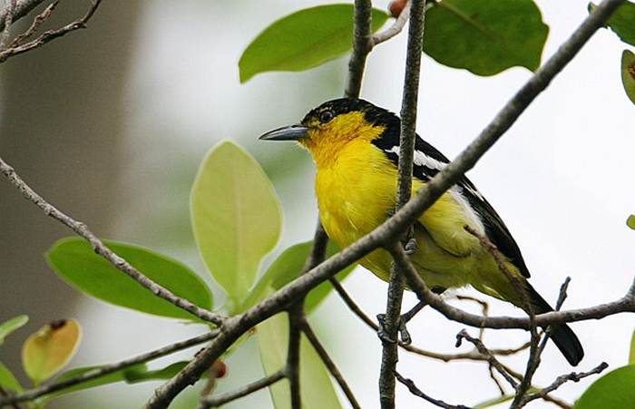Breeding cipoh kacat