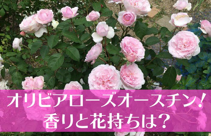 オリビアローズオースチン満開