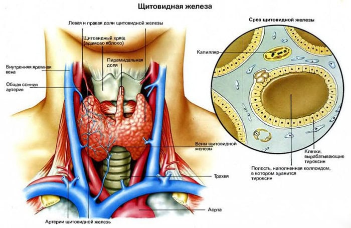 Разница между между Фолликулярными и Парафолликулярными клетками 1 Щитовидная железа - строение