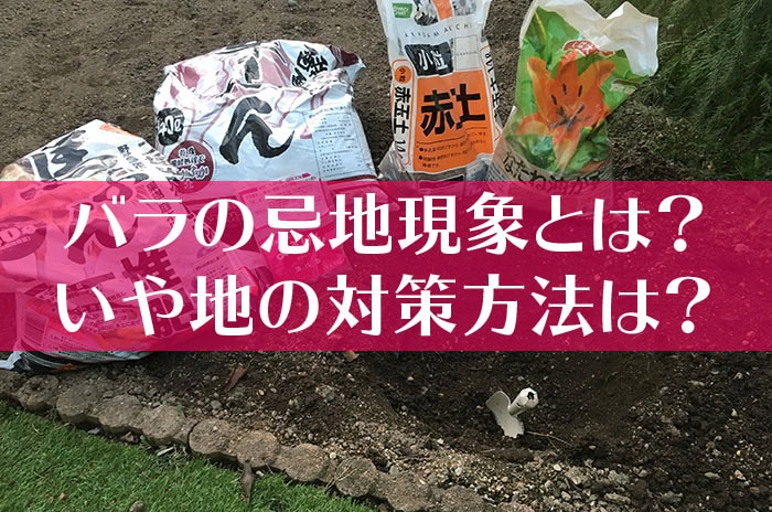 バラの忌地現象とは？いや地の対策方法は？