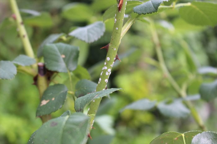 バラの茎にカイガラムシ2