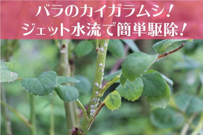 バラのカイガラムシ！ジェット水流で簡単駆除！