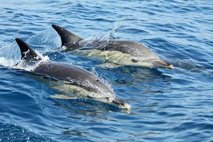 Observação de Golfinhos em Lisboa