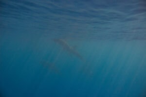 swim with wild dolphins on Oahu
