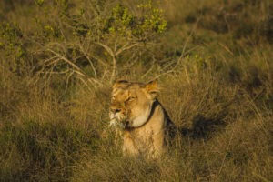 glamping in South Africa