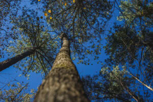 Hiking at Raven Rock State Park