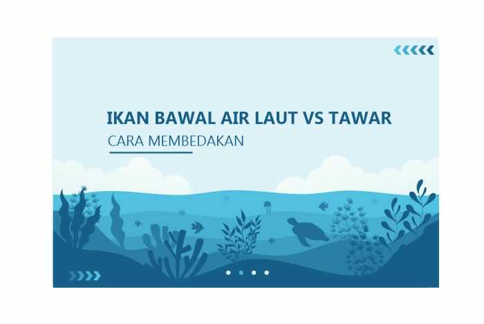 membedakan ikan bawal air tawar dan laut