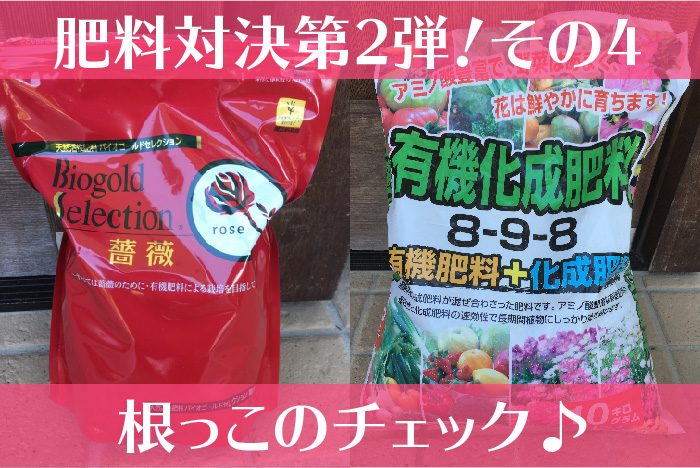 バイオゴールドセレクション薔薇の肥料対決2の4