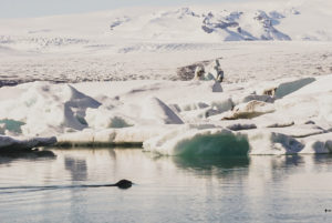 The rugged beauty of Iceland