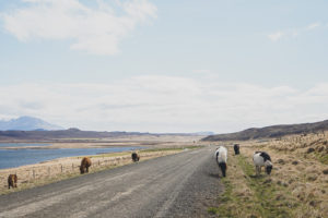 tips for driving the ring road in Iceland