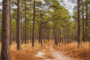 Carvers Creek Sandhills Access