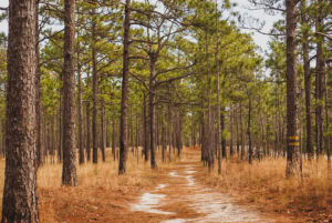 Easy hikes in Fayetteville