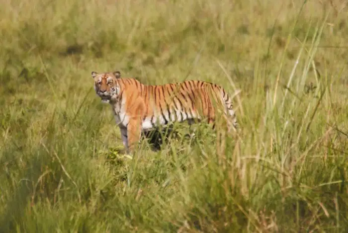 Bengal tiger in Chitwan National Park in Nepal