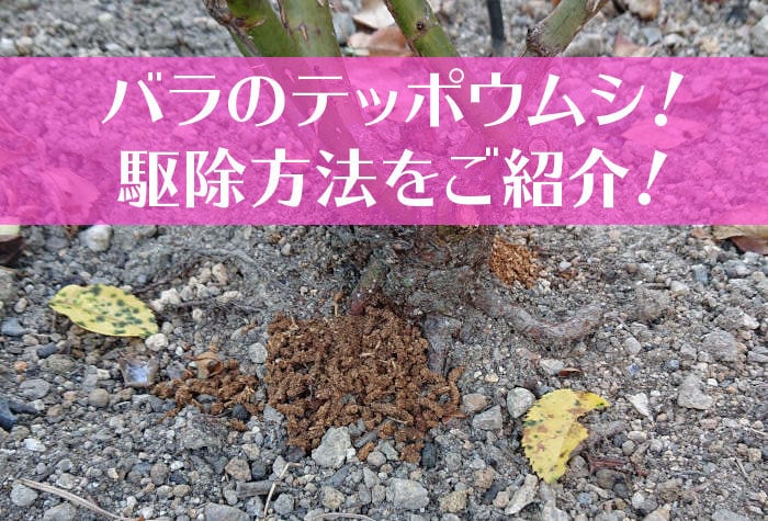 バラのテッポウムシ！駆除方法をご紹介-01