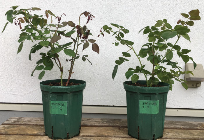 オリビアローズオースチンA6月26日の様子（植え替え後）.JPG