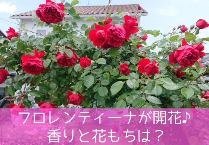 つるバラのフロレンティーナが開花♪香りと花もちは？