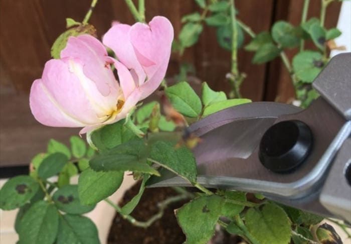 バラの花柄を切る