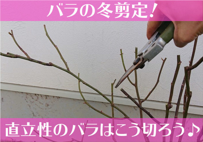 バラの冬剪定！直立性のバラはこう切ろう♪