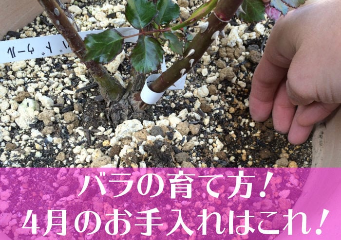 バラの育て方！4月のお手入れはこれ