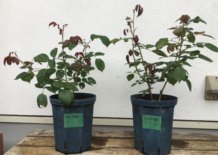 オリビアローズオースチンB6月26日の様子（植え替え後）.JPG