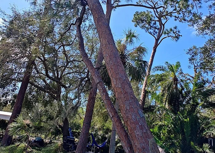 Art's Tree Service tree pruning services in Nokomis, FL