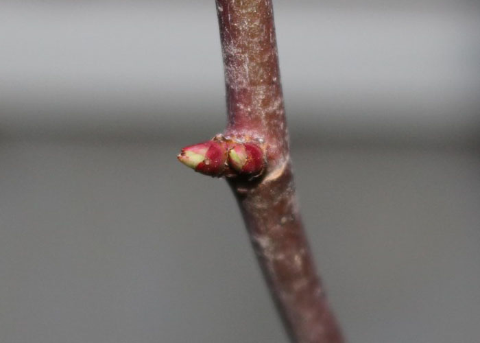 2つ出た芽