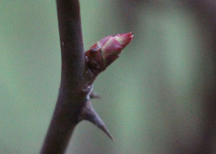盛り上がっている芽