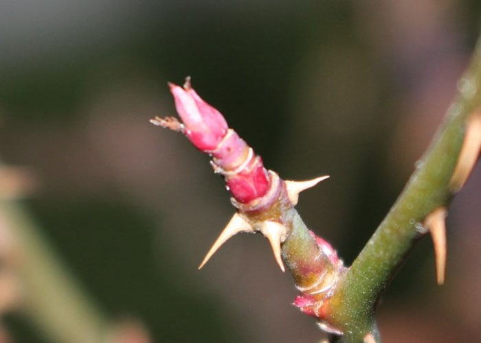 枝の先端の芽