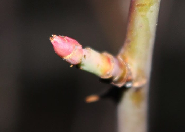 枝の先端の芽2
